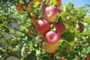 برداشت سیب پاییزه از باغات بروجرد آغاز شد