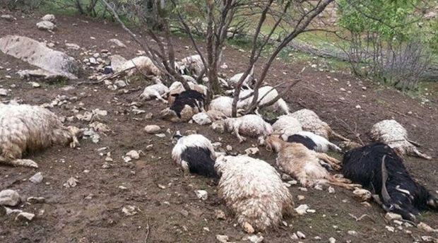رانش زمین و سیل ۱۸۴ گوسفند را در جهرم تلف کرد