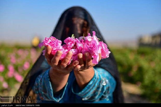 کهگیلویه و بویراحمد ظرفیت 12هزار  هکتار گل محمدی را دارد