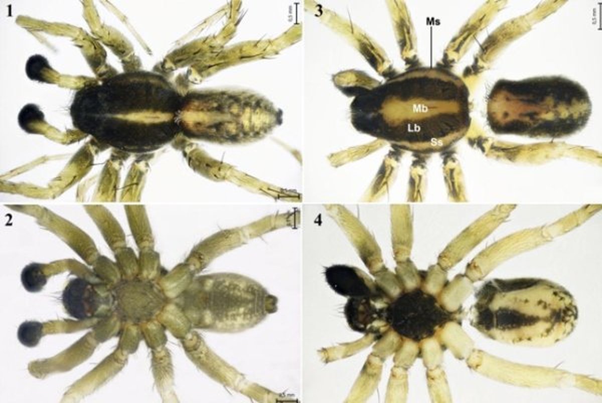 کشف گونه جدیدی از عنکبوت توسط پژوهشگران ایرانی