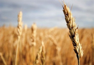 بیش از ۵۵ هزار هکتار از اراضی بهار زیر کشت غلات رفت