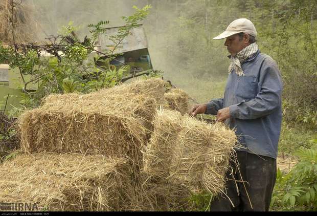 برداشت برنج در گیلان رو به اتمام است