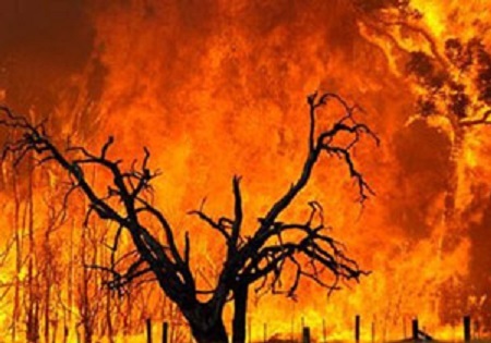 آتش سوزی در 564هکتار از جنگل‌های کهگیلویه و بویراحمد