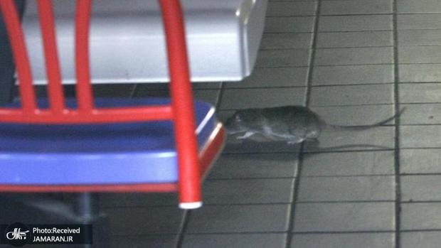 جنجال خورده شدن جنازه‌ های اهدایی توسط موش ها!