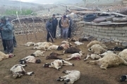 گرگ ها 21 راس گوسفند را در شهرستان هوراند تلف کردند
