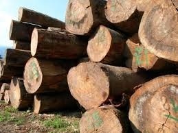 کشف 7 تن چوب جنگلی قاچاق در تنکابن