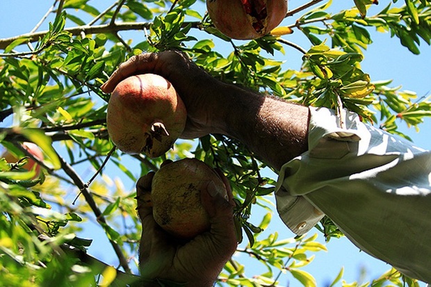 6 هزار تن انار از باغ های قزوین برداشت می شود
