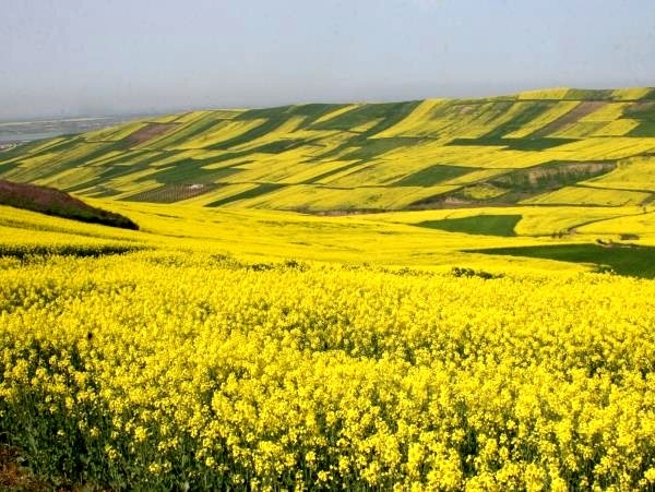 آغاز برداشت دانه روغنی کلزا از مزارع خوزستان  افزایش ۴۵ درصدی خرید محصول کشاورزان کلزا را فقط به مراکز خرید دولتی بفروشند