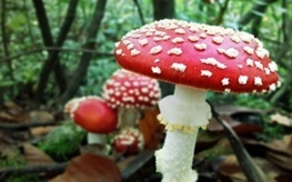 خطر مسمومیت و مرگ در قارچ های دستفروشان
