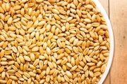 1200 تن بذر اصلاح شده غلات در شیروان توزیع شد