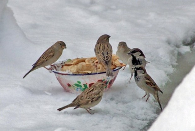 پرندگان را در زمستان های سرد و برفی فراموش نکنیم