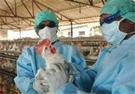 آنفلوآنزای حاد پرندگان در همدان گزارش نشده است