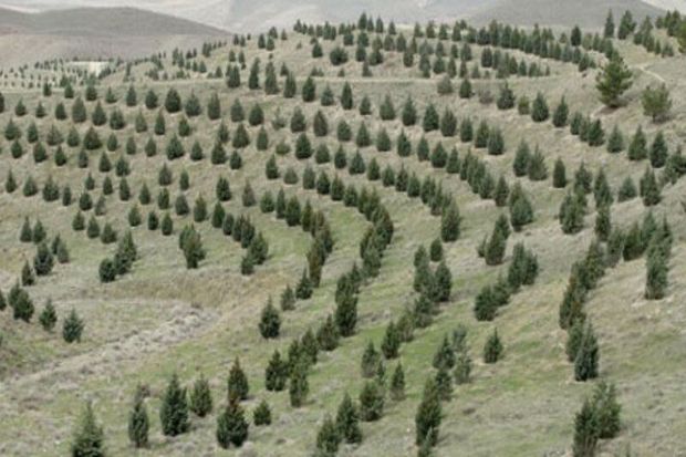 ۱۳ هزارو ۵۰۰هکتار فضای سبز  در لرستان ایجاد می‎شود