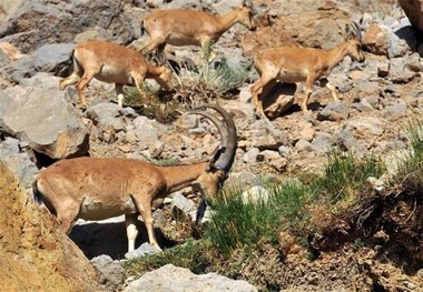 کشف فسیل ۱۰ میلیون ساله ردپای آهو در ماهنشان زنجان
