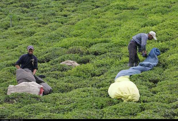 برداشت 35 هزار تن برگ سبز چای کیفی از باغ های شمال