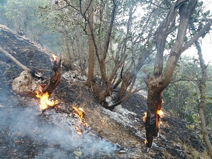 کهگیلویه و بویراحمد با کمبود تجهیزات مهار آتش در جنگل ها مواجه است