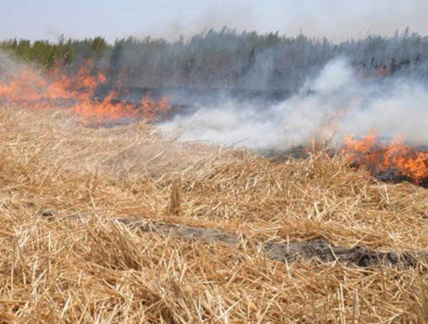90هکتار از اراضی زراعی آق قلا در آتش سوخت