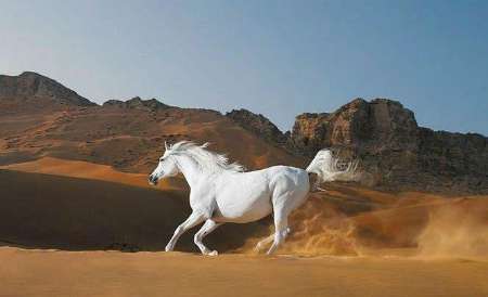 آغاز جشنواره ملی زیبایی اسب اصیل عرب ایران در یزد