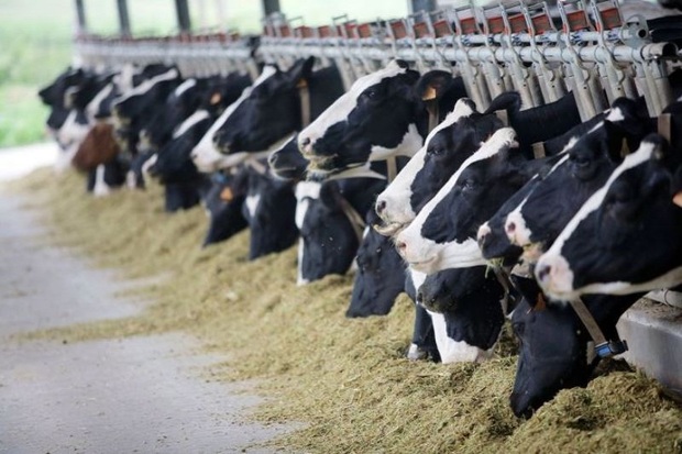100 واحد گاوداری صنعتی شیری در استان اردبیل فعال است