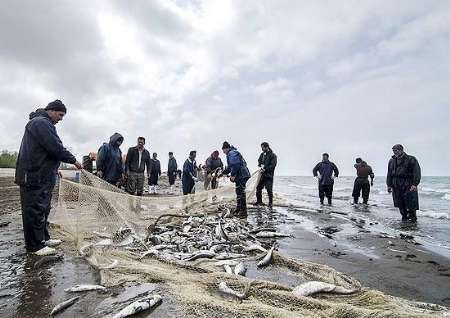 افزایش قیمت ماهیان دریایی در روزهای آخر صید در مازندران