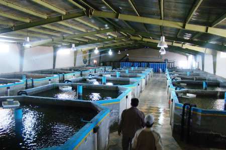 تولید 44 میلیون و 335 هزارلارو ماهی گرمابی در شهرستان زهک