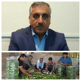 برداشت 11 هزار و 250 تن خیار از مزارع  پلدختر