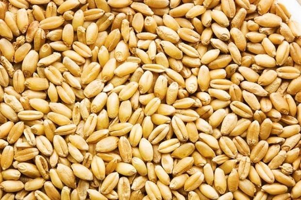 منبع گندم‌های آلوده در بوکان اعلام شد