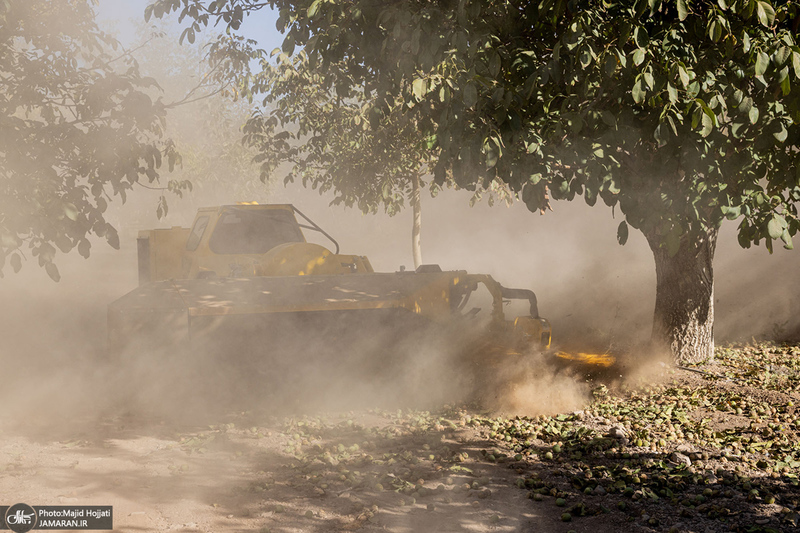 برداشت مکانیزه گردو در استان زنجان