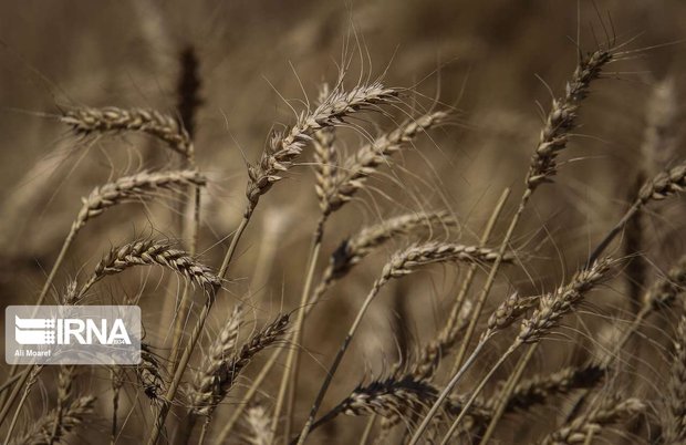 گندم و جو در ۲ هزار هکتار اراضی سمنان جایگزین گیاهان آب‌بر شد