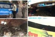 کشف محموله غیرمجاز پرنده وحشی در استان تهران