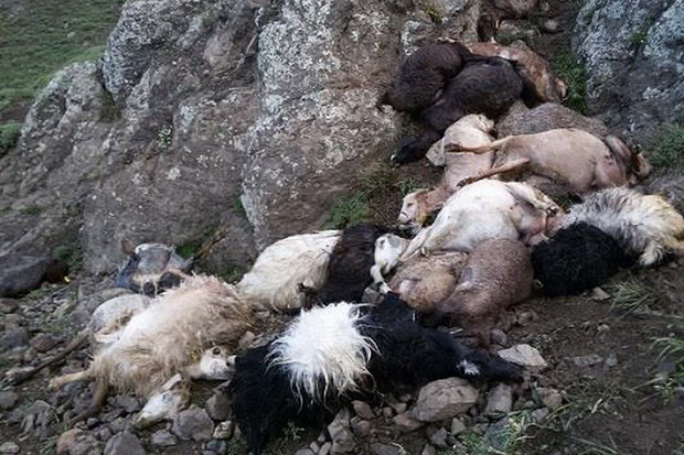 آذرخش 62 راس گوسفند را در خلخال تلف کرد