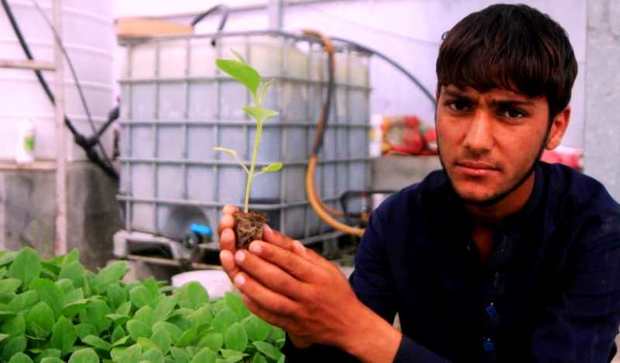 ترویج کشت نشاء راز بقای آب در کشاورزی جنوب کرمان