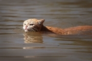 نجات یک گربه در سیل وحشتناک دبی!  + فیلم