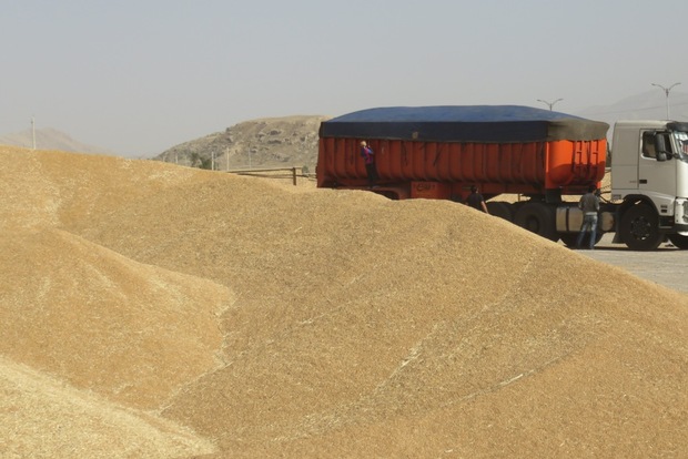 160 هزار تن گندم از کشاورزان استان تهران خریداری شد