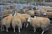 فروش و ذبح گوسفند در مراکز عرضه دام شهرداری در عید قربان ممنوع