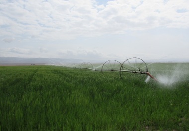 فرصت ها و چالش های تولید از مزرعه تا سفره