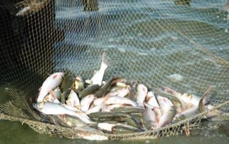 پرورش 8 تن ماهی گرمابی دراستخرهای روستایی سیریک با هدف صادرات