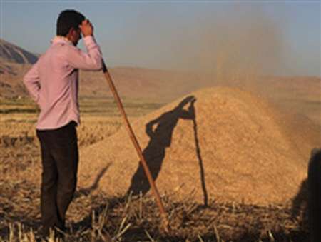 خرید تضمینی 155 هزار تن گندم مازاد بر مصرف در آذربایجان غربی
