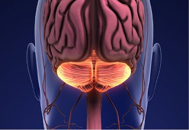 یک عملکرد غیرمنتظره در مخچه کشف شد
