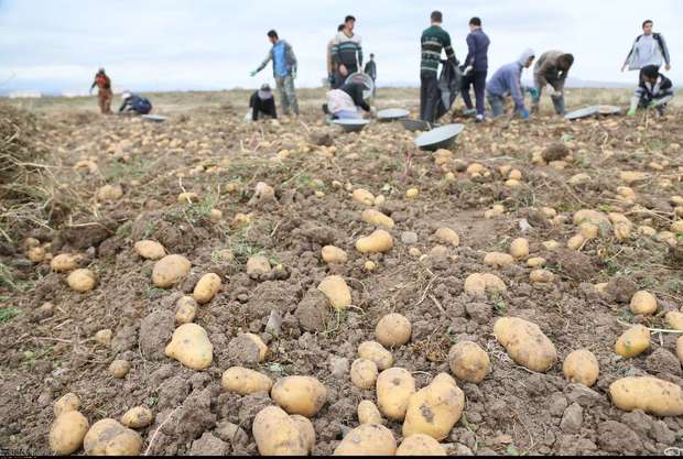 ارقام سیب زمینی با نیاز کم آبی در اردبیل کاشته می شود؛ کشت رقم فونتانه در استان