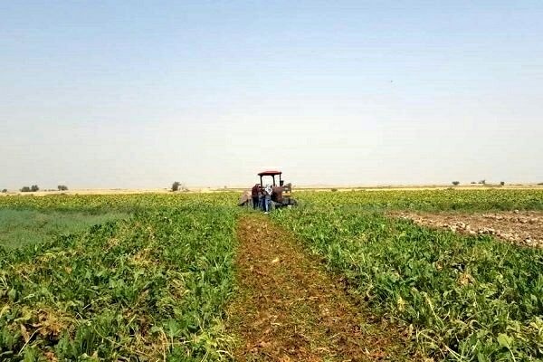 آغاز اجرای طرح کشت نشائی مکانیزه چغندر قند در کردستان