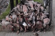 کشتار وسیع پرندگان وحشی در ساوه + عکس