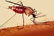 شناسایی و درمان 134 مورد مبتلا به مالاریا در سیستان و بلوچستان