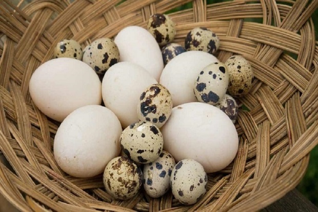 فروش هرگونه تخم پرندگان بدون تاریخ ممنوع است