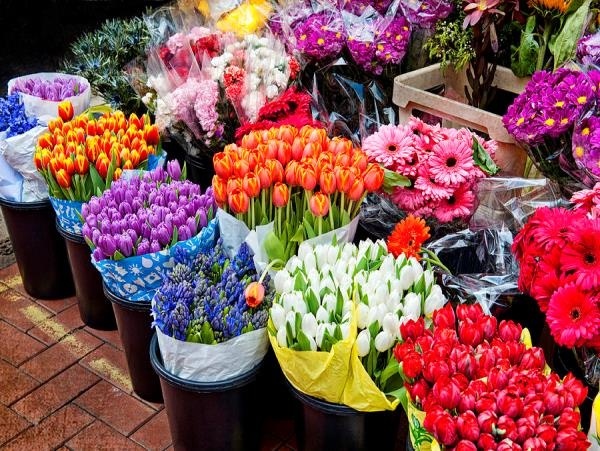 صادرات 2هزار گلدان گل و گیاه زینتی از نوشهر به خارج کشور