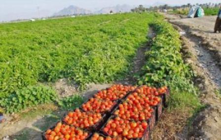 صادرات 60 هزارتن گوجه فرنگی تولید استان بوشهر