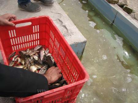 11هزار قطعه بچه ماهی گرمابی در شهرستان درمیان توزیع شد
