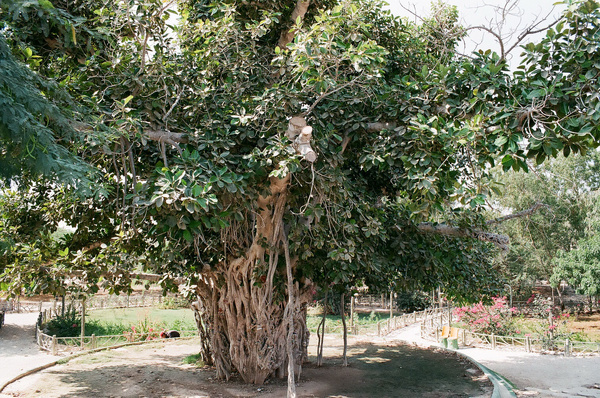شناسایی درخت لور ۳۰۰ ساله در تنبانو میناب