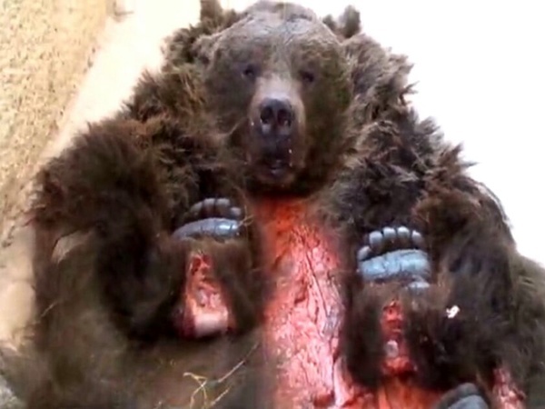 شکستگی جمجمه، گونه و خونریزی داخلی توله خرس