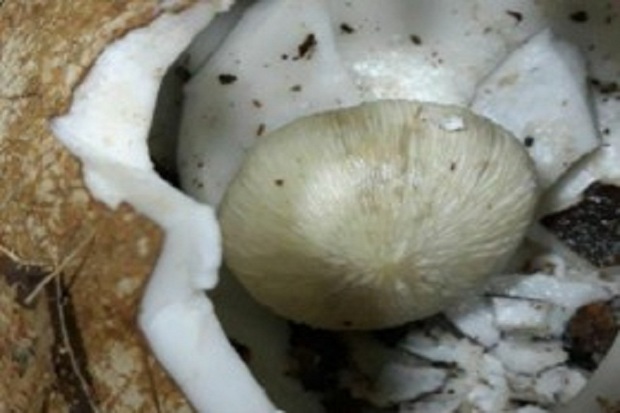 کارشناسان از وجود قارچ های سمی در میوه ها هشدار دادند